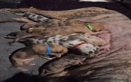 Lurcher dogs for sale: Saluki Lurcher  - Image 10