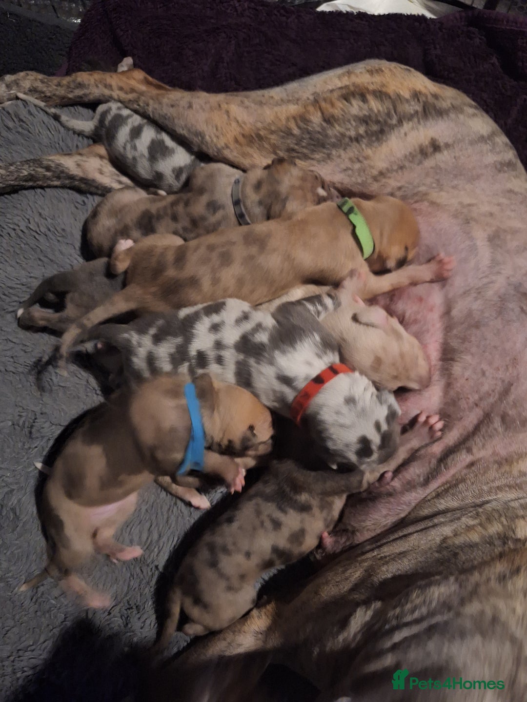 Lurcher dogs for sale: Saluki Lurcher  - Image 10