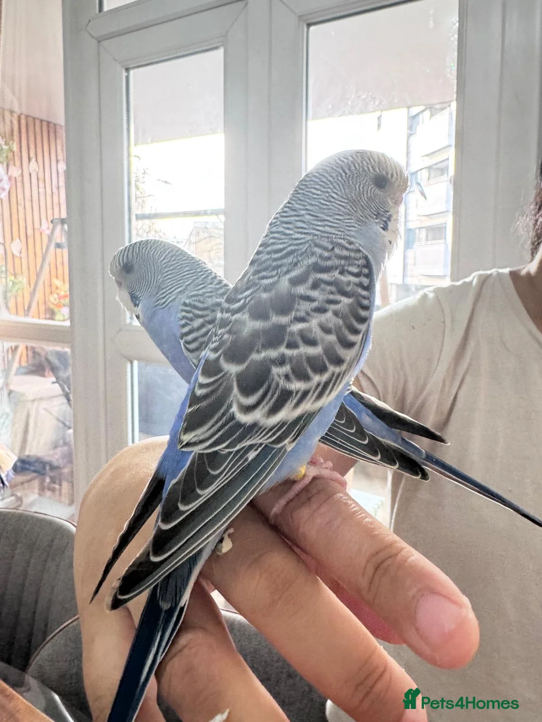 Budgerigars birds for sale: Baby split tcb/bf budgies available w/ full setup - Advert 5