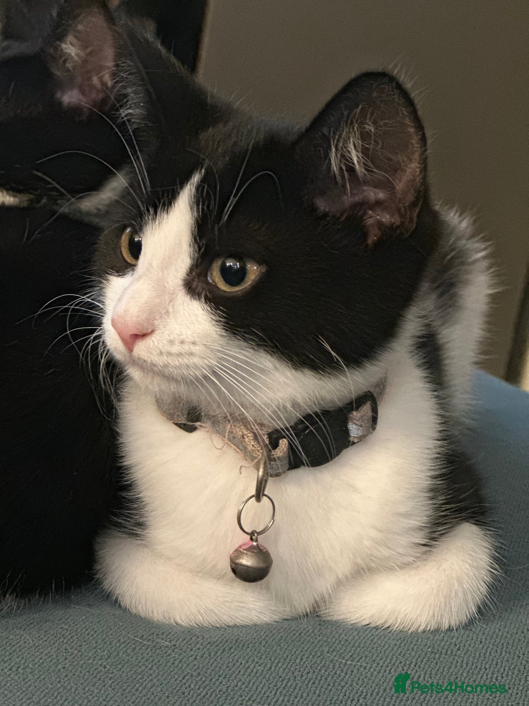 Mixed Breed cats for sale: Beautiful tuxedo kittens  - Image 10