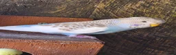 Budgerigars birds for sale: Baby budgies and baby cockatiel  in Norwich - Advert 9