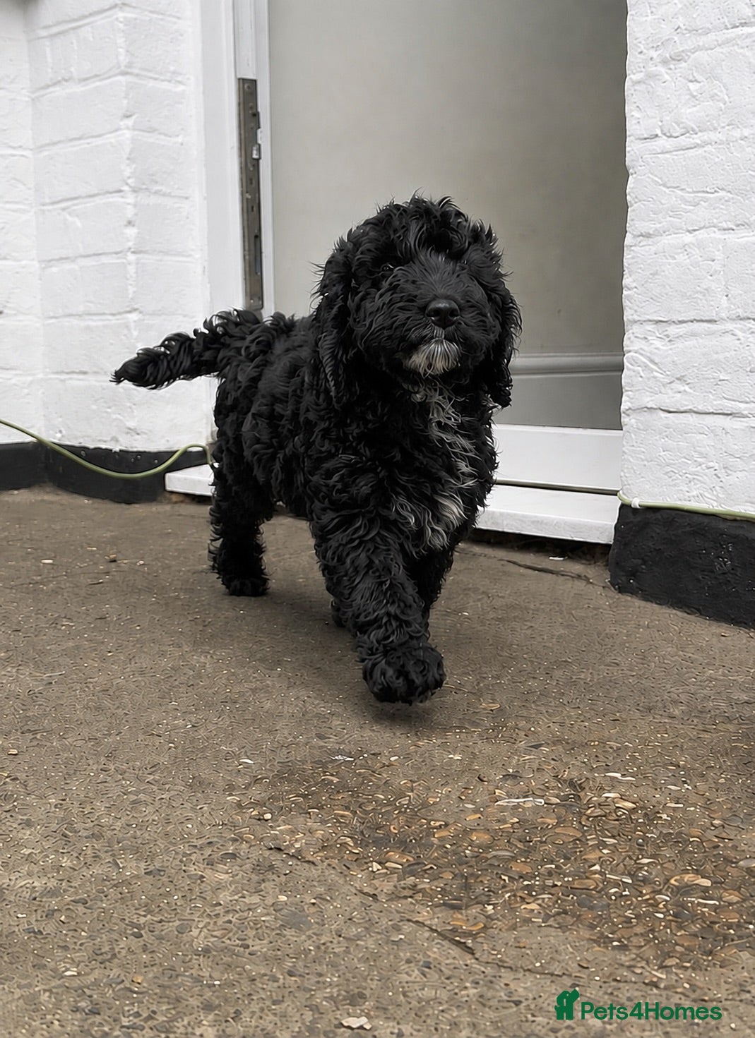 Cockapoo dogs ✨F1 Cockapoo Vet Checked ready to leave  - Advert 18
