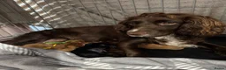 Cockapoo dogs for sale: Health tested parents beautiful cockapoos 😍 - Advert 7