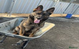 German Shepherd dogs for sale: Working line German shepherd  - Image 15