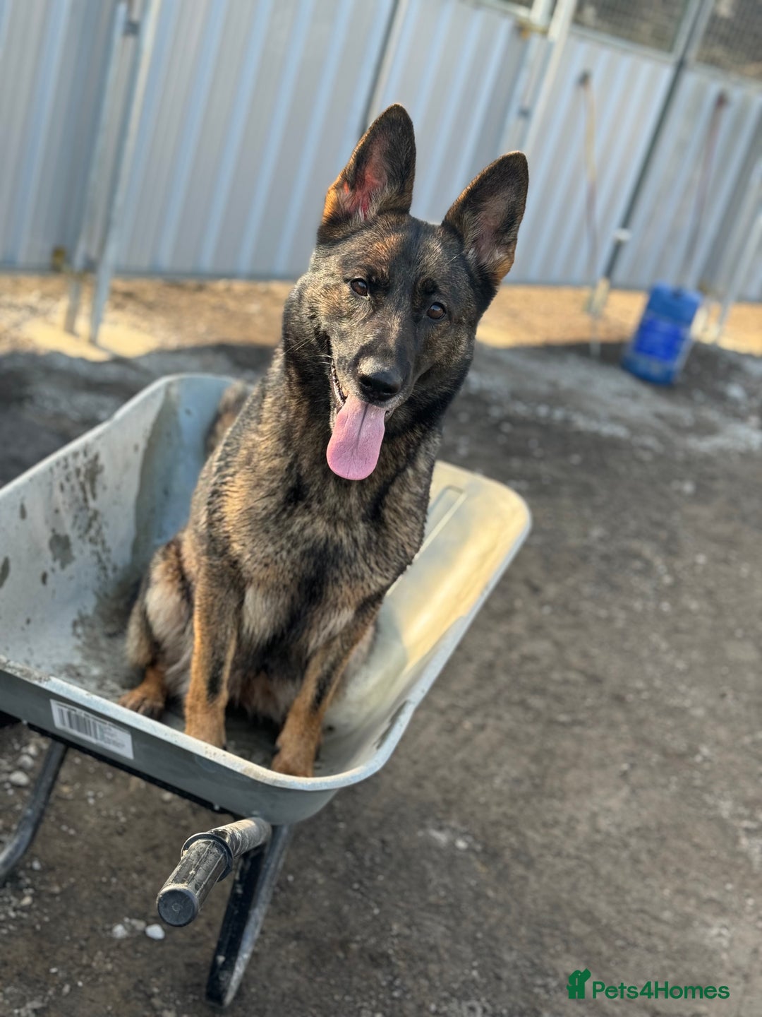 German Shepherd dogs for sale: Working line German shepherd  - Image 15