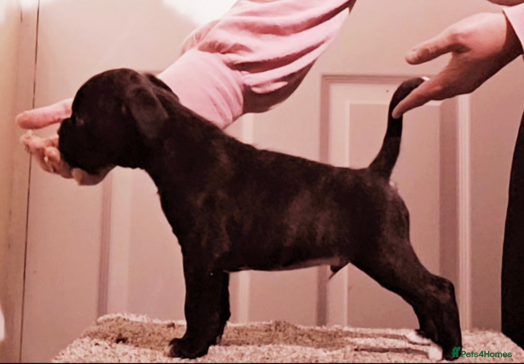 Boxer dogs for sale: Male pup available  - Advert 2