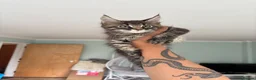 Maine Coon cats for sale: 1 ACTIVE TICA Registered Mainecoon kittens  - Advert 13