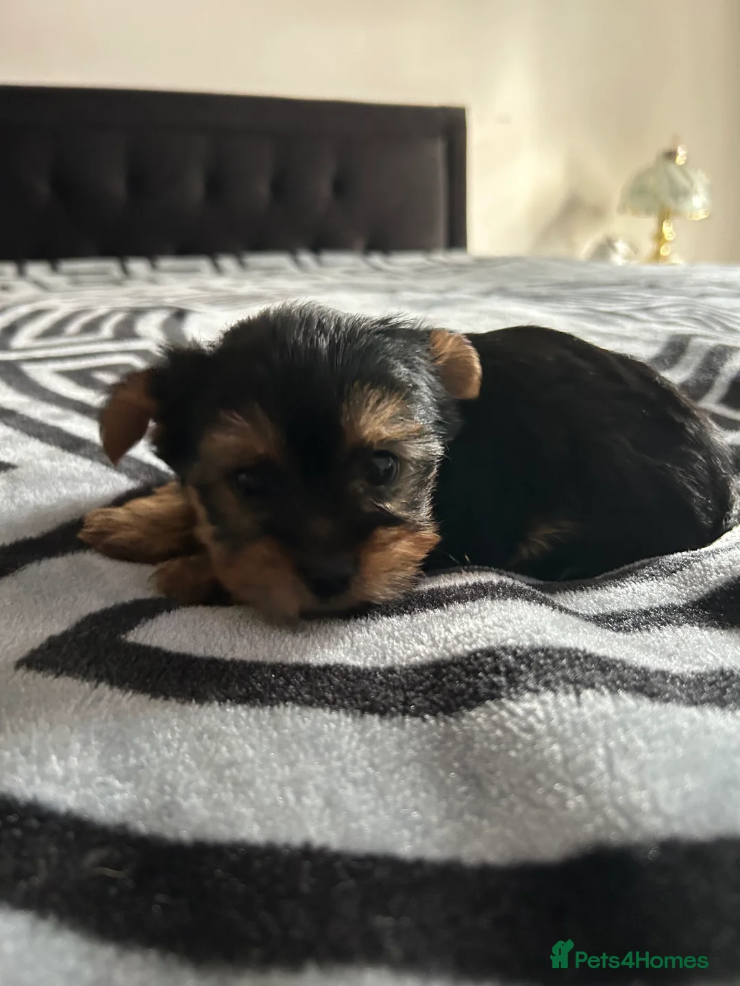 Yorkshire Terrier dogs for sale: Litter of Yorkshire terriers for sale - Advert 4