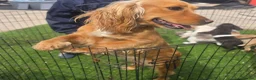 Cocker Spaniel dogs for sale: Working type Cocker spaniels- ready to leave now! - Advert 5