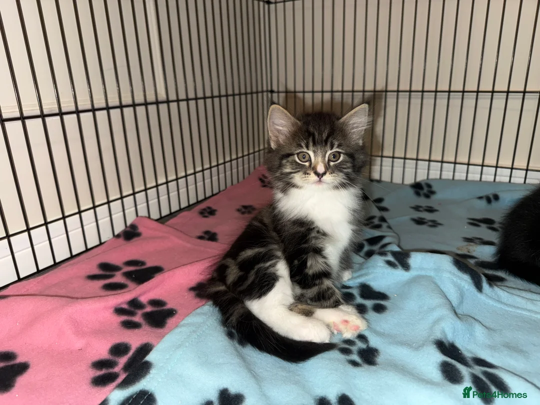 Mixed Breed cats for sale: Stunning Turkish Angora/ domesticShorthairKittens  - Advert 20