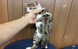 Bengal cats for sale: ​​Bengal X Ragdoll Mix Kittens - Ready to go! - Image 10