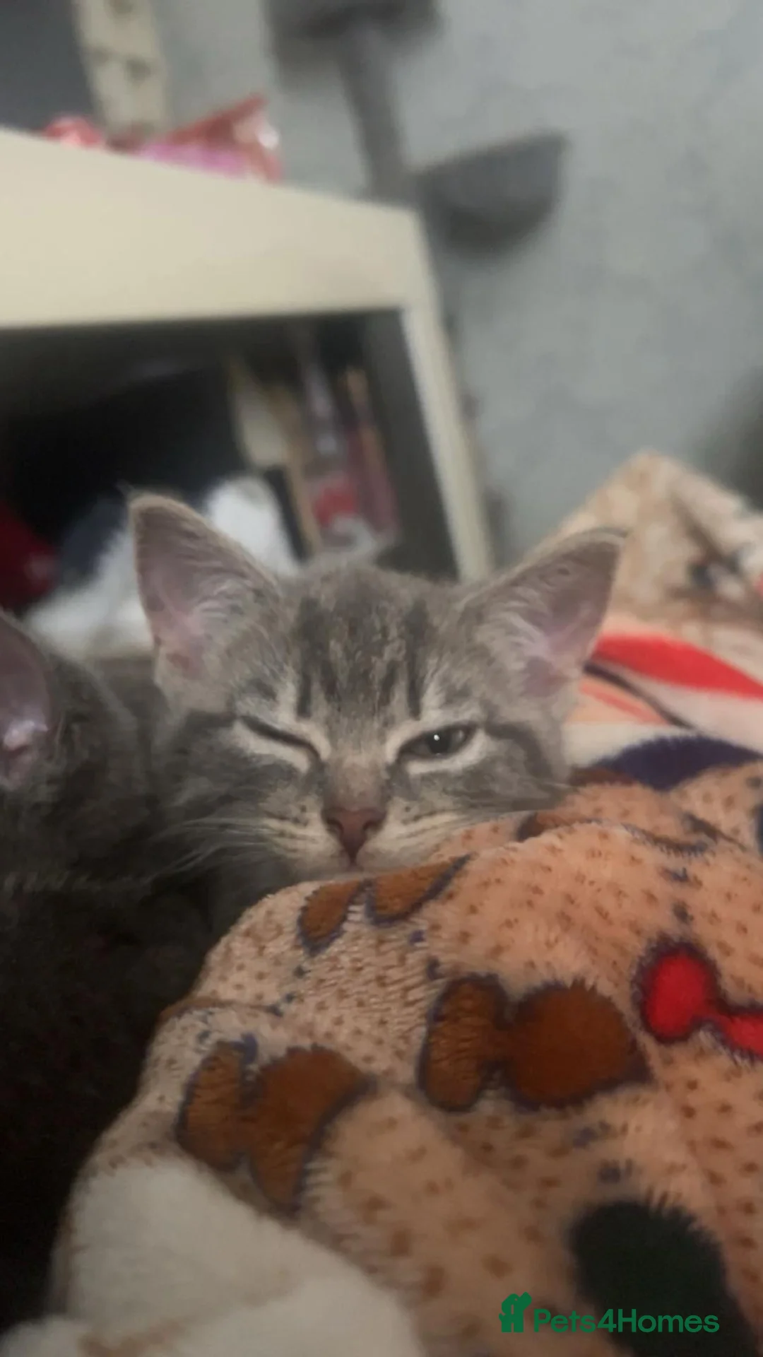 British Shorthair cats for sale: 2 kittens for sale  - Advert 8