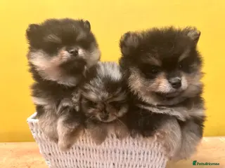 Pomeranian dogs 1 extra tiny baby girl, 3 unique characters - Advert 10