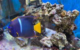 Other/Mixed Breed fish for sale: Large Marine Fish - King ANGEL & Regal Tang - Advert 4