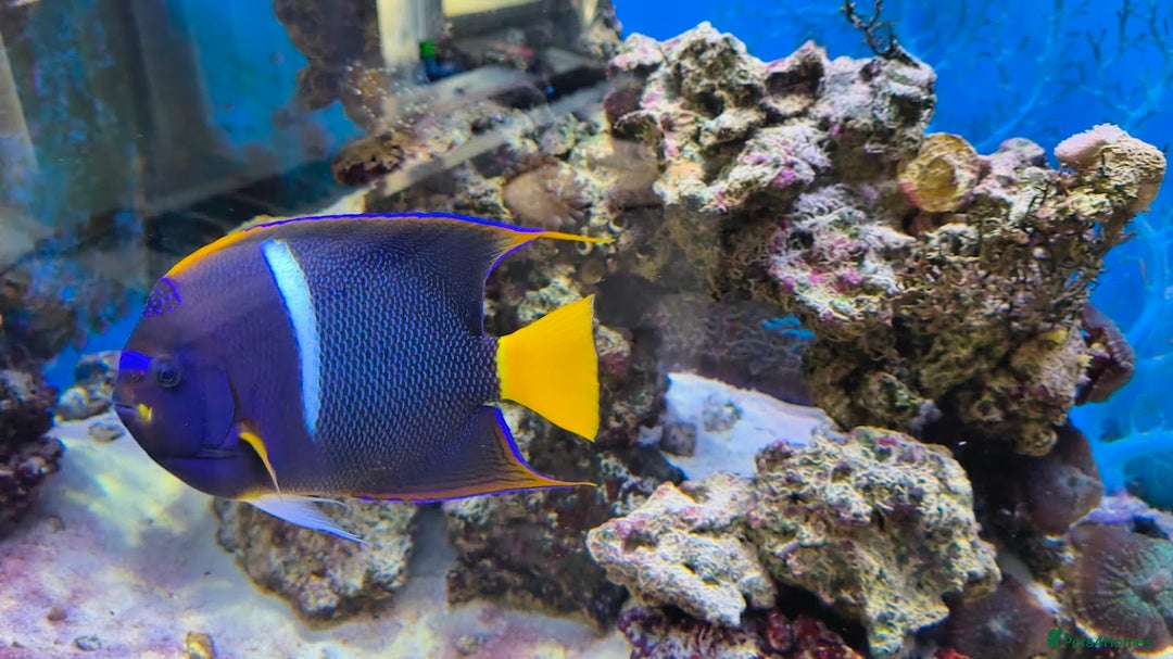 Other/Mixed Breed fish for sale: Large Marine Fish - King ANGEL & Regal Tang - Advert 4