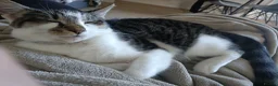 Mixed Breed cats for sale: Meet Socks  - Advert 6