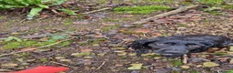 Cocker Spaniel dogs for sale: Working cocker spaniel puppies  in Dursley - Advert 13