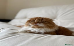 Scottish Fold cats for stud: RoyalOwl Yoshi: Scottish Fold Longhair Stud  in Banbury - Image 18
