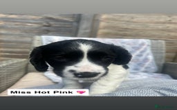 Sprocker dogs for sale: Black and white Sprockers looking for homes  - Image 9