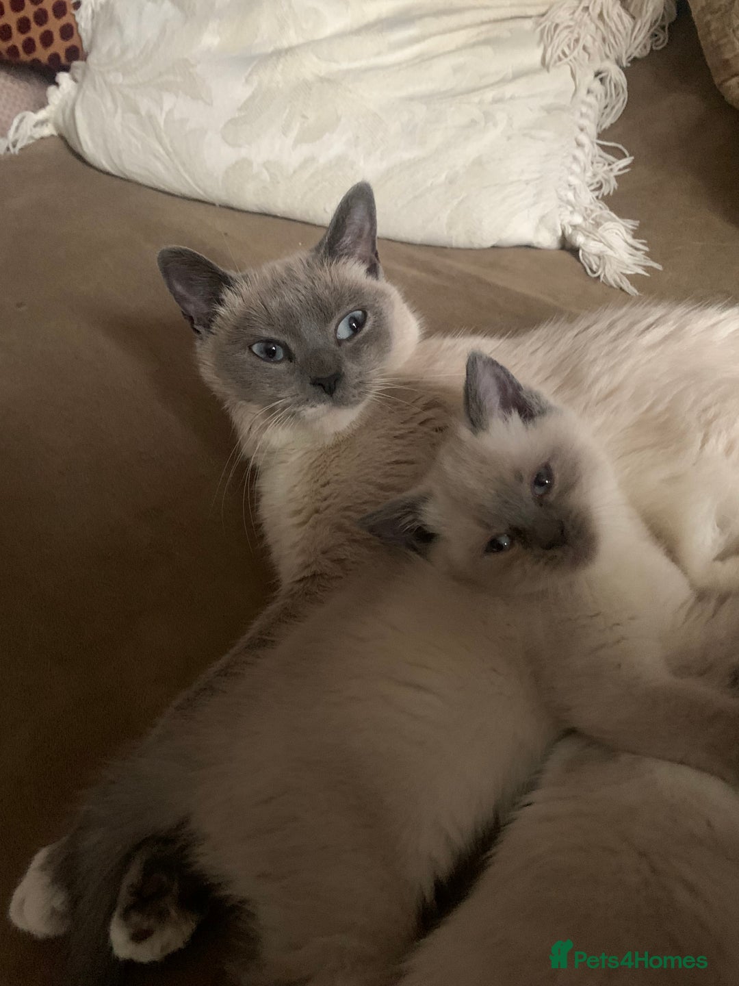 Persian cats for sale: cute 9wk old adorable bundle of joy Persian kitten - Advert 30