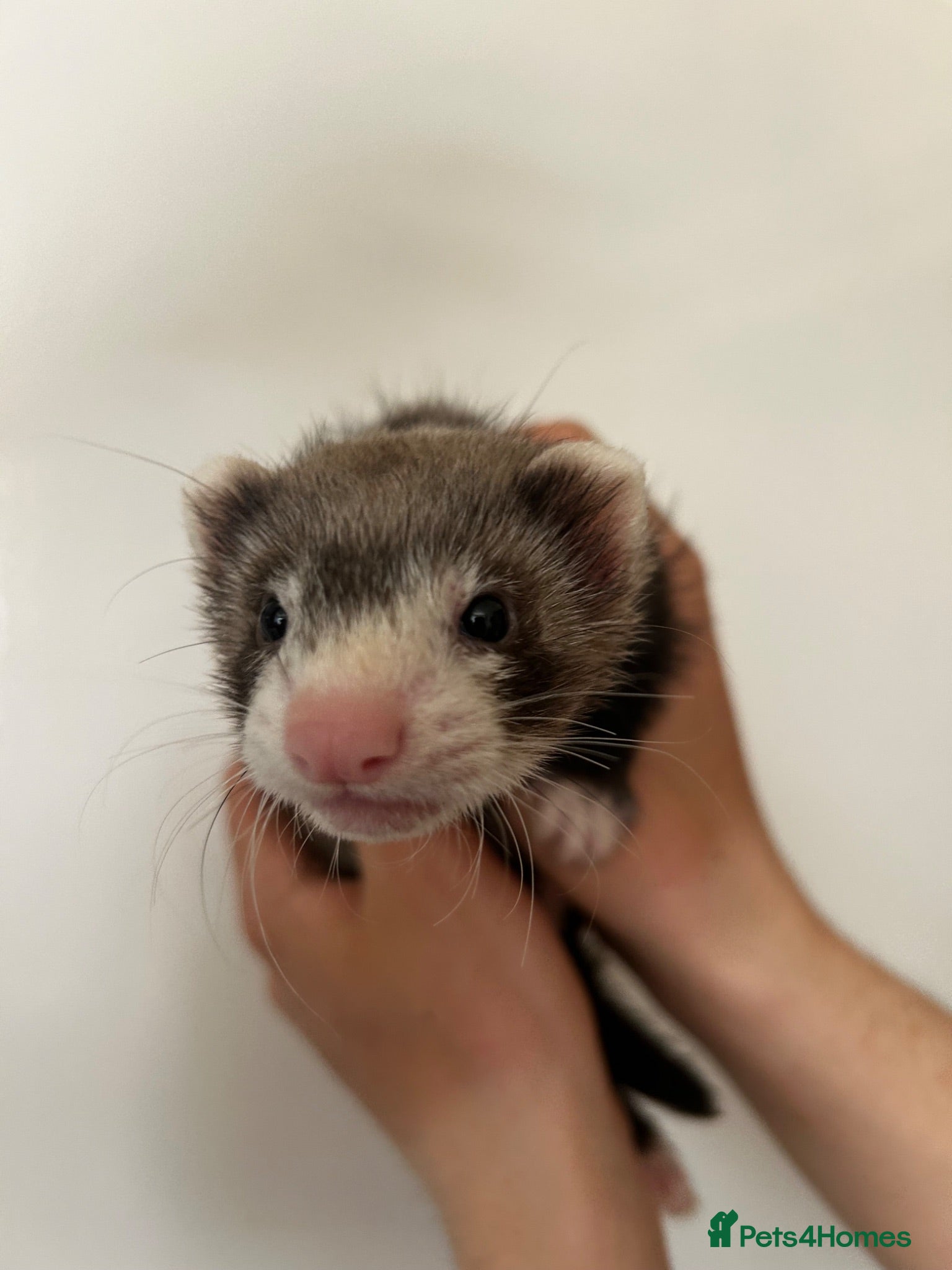 Ferret rodents Silver & Sable Kits Available Now  - Advert 1
