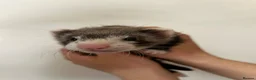 Ferret rodents for sale: Silver & Sable Kits Available Now  - Advert 1