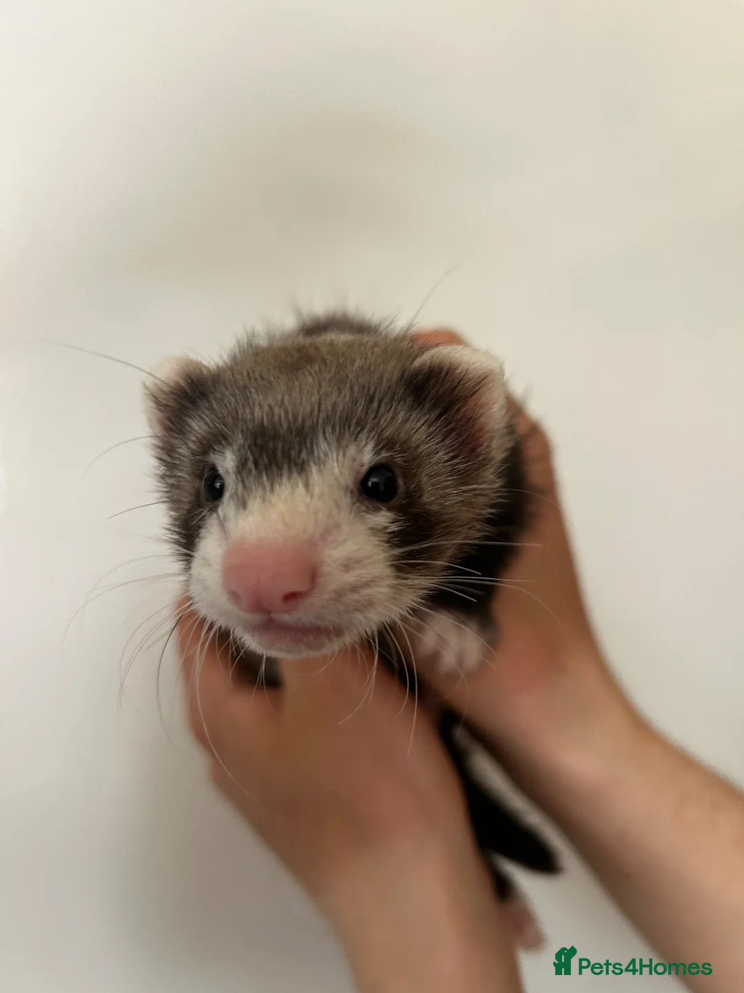 Ferret rodents for sale: Silver & Sable Kits Available Now  - Advert 1