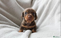 Miniature Dachshund dogs for sale: Sweet Chocolate miniature Dapples!! - Image 5