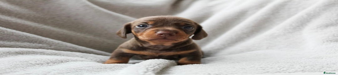 Miniature Dachshund Puppy 5