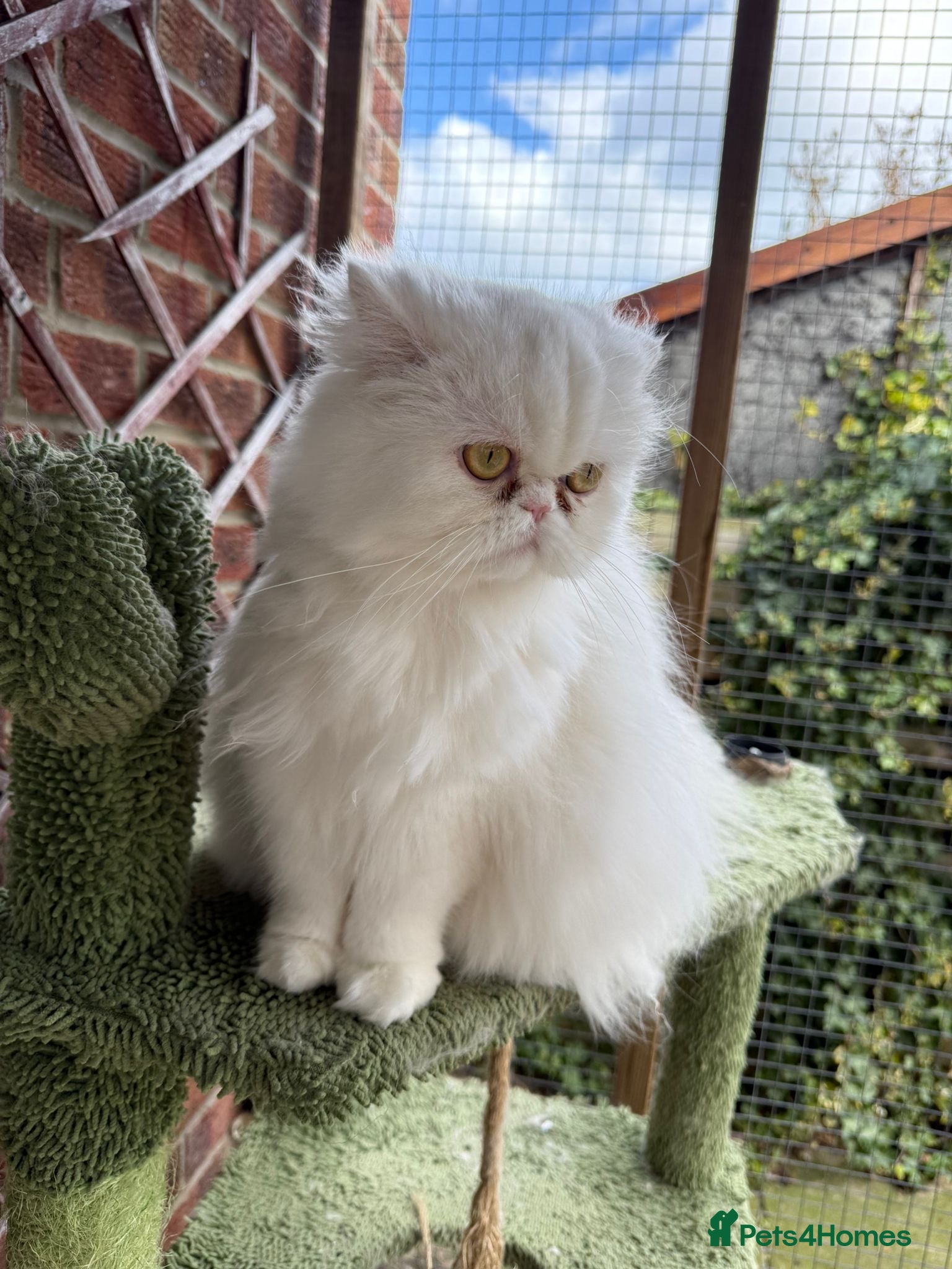 Persian cats White Persian female looking for a loving home - Advert 9
