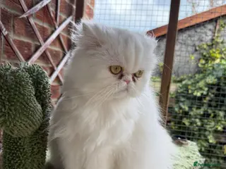 Persian cats White Persian female looking for a loving home - Advert 9