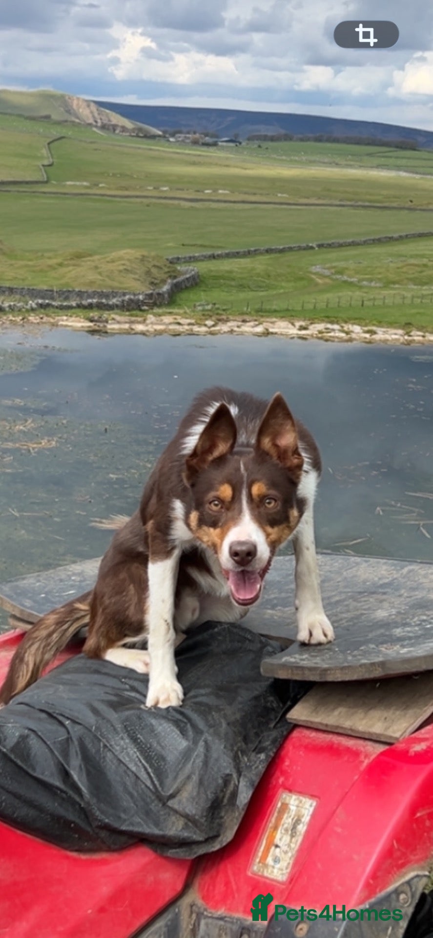 Border Collie dogs ISDS Red & Tan border collie stud  - Advert 1