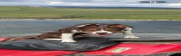 Border Collie dogs for stud: ISDS Red & Tan border collie stud  - Advert 1