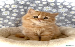 British Longhair cats for sale: Champion line kittens with excellent pedigrees - Image 8