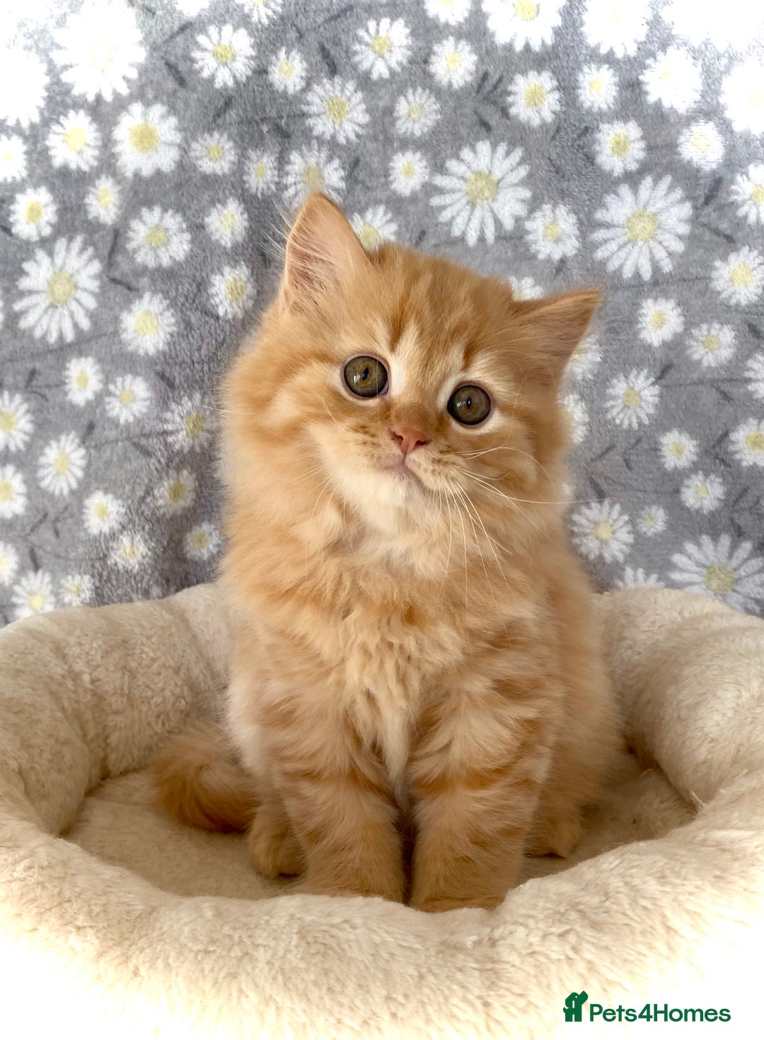 British Longhair cats for sale: Champion line kittens with excellent pedigrees - Image 8