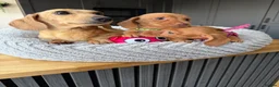 Miniature Dachshund dogs for sale: Kanninchen size Smooth Coat Dachshund Puppies - Advert 6
