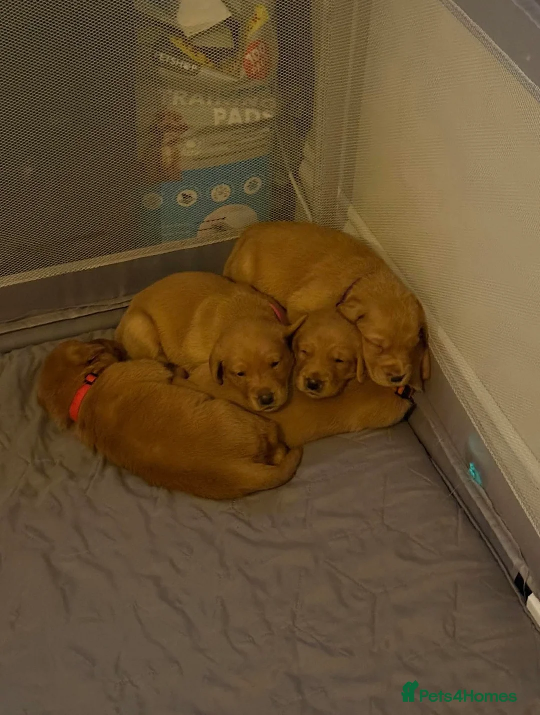 Goldador dogs for sale: Goldador Puppies  - Advert 14