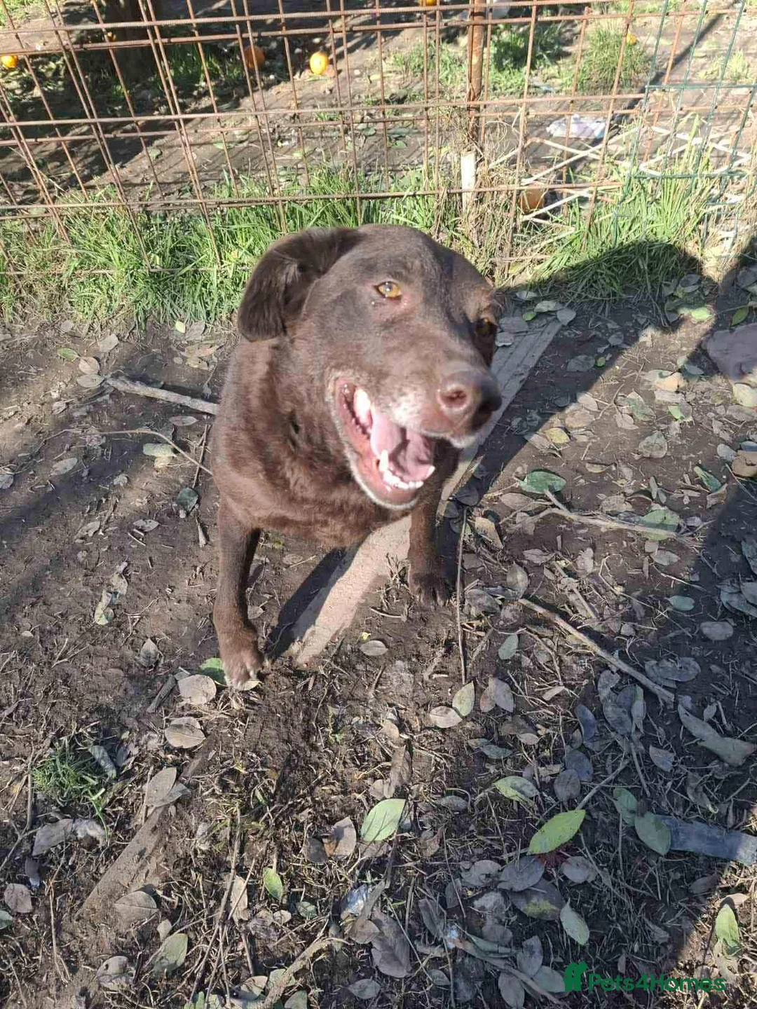 Labrador Retriever dogs for adoption: Moka! - Advert 3