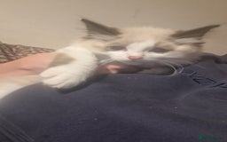 Ragdoll cats for sale: Ragdolls - Image 1