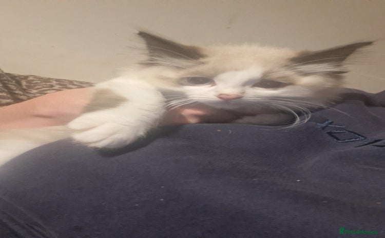 Ragdoll cats - Advert 4