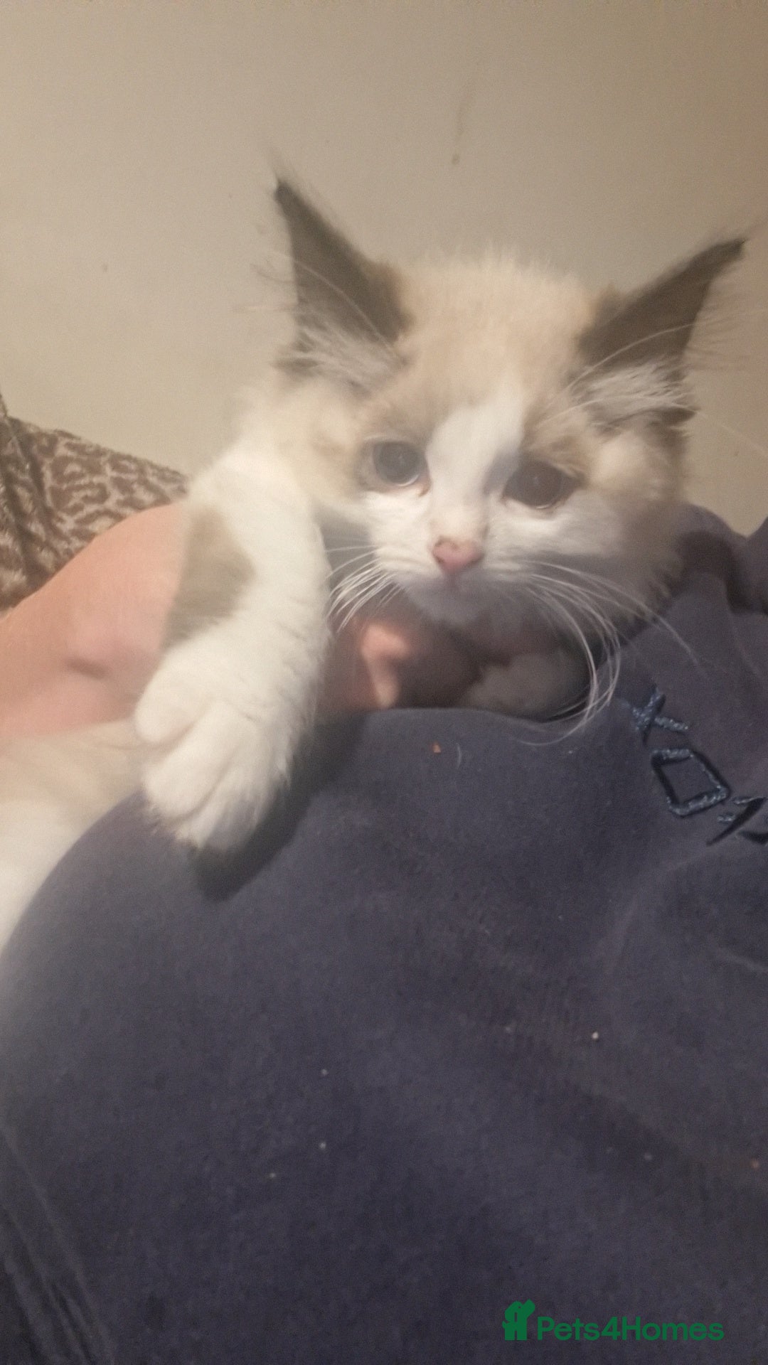 Ragdoll cats for sale: Ragdolls - Image 1