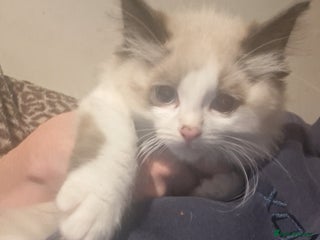 Ragdoll cats - Advert 4