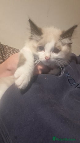 Ragdoll cats - Advert 7