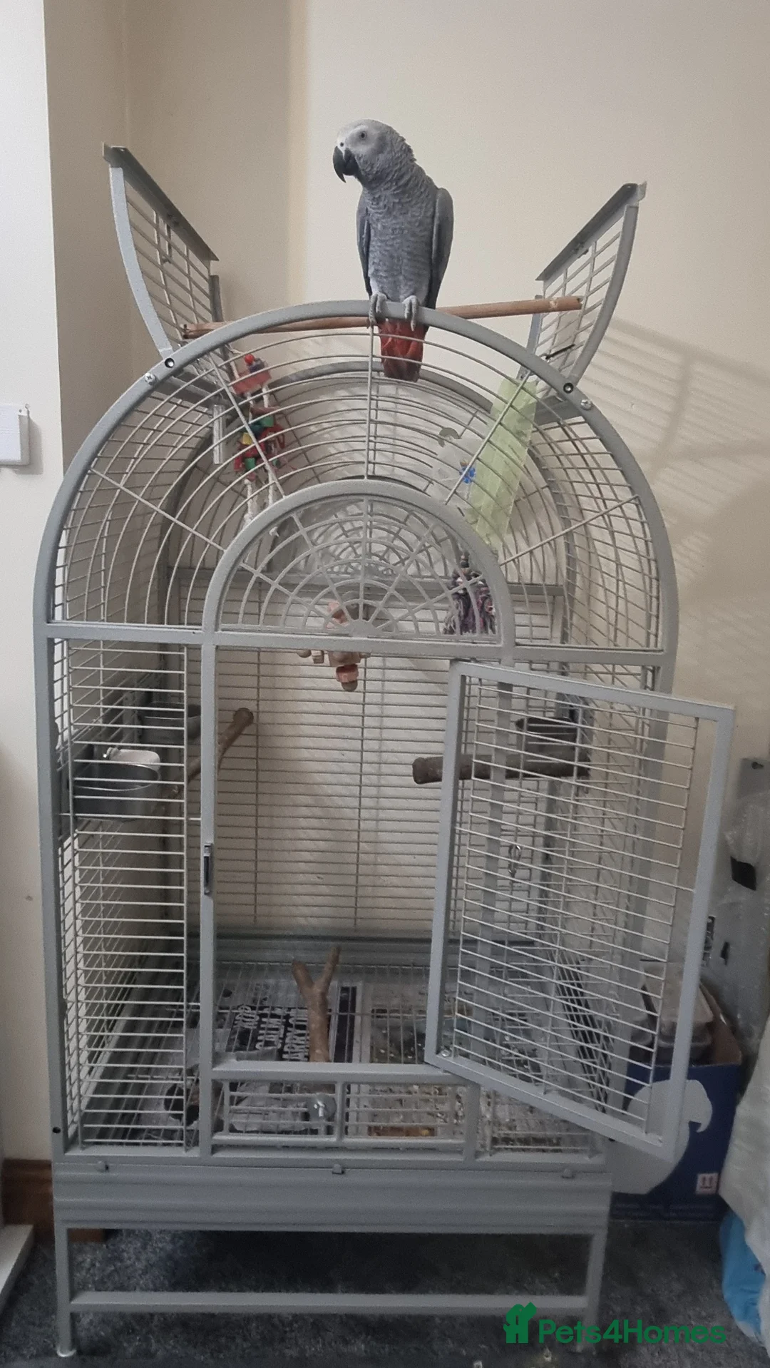 Parrots birds for sale: Baby African grey  in Accrington - Advert 1