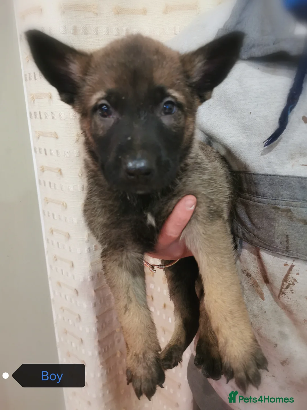 Belgian Shepherd Dog dogs for sale: Belgian malinois cross Czech Shepherd  - Advert 12