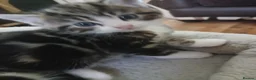 Mixed Breed cats for sale: Male kitten looking for a permanent home. - Advert 5