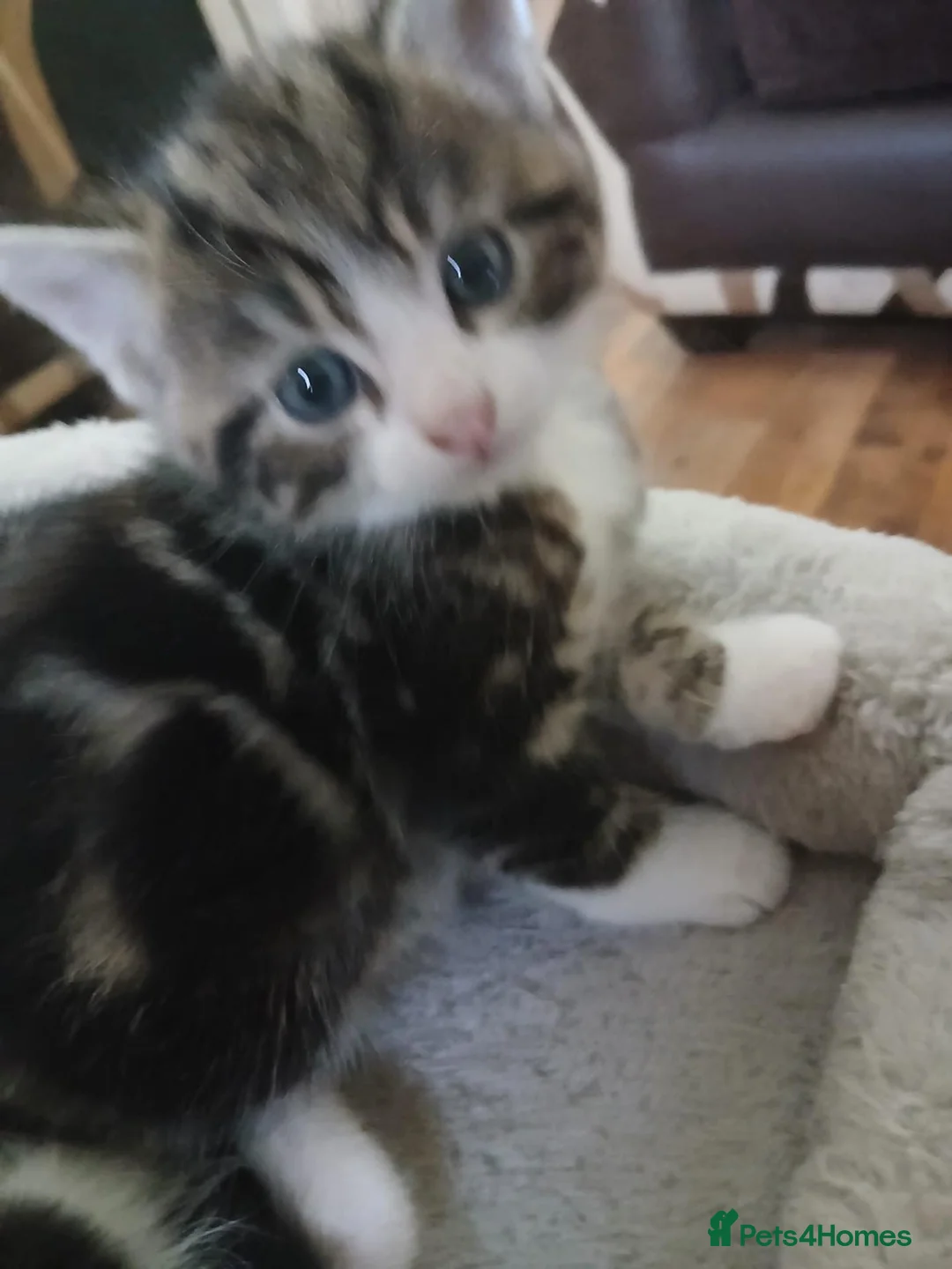 Mixed Breed cats for sale: Male kitten looking for a permanent home. - Advert 5