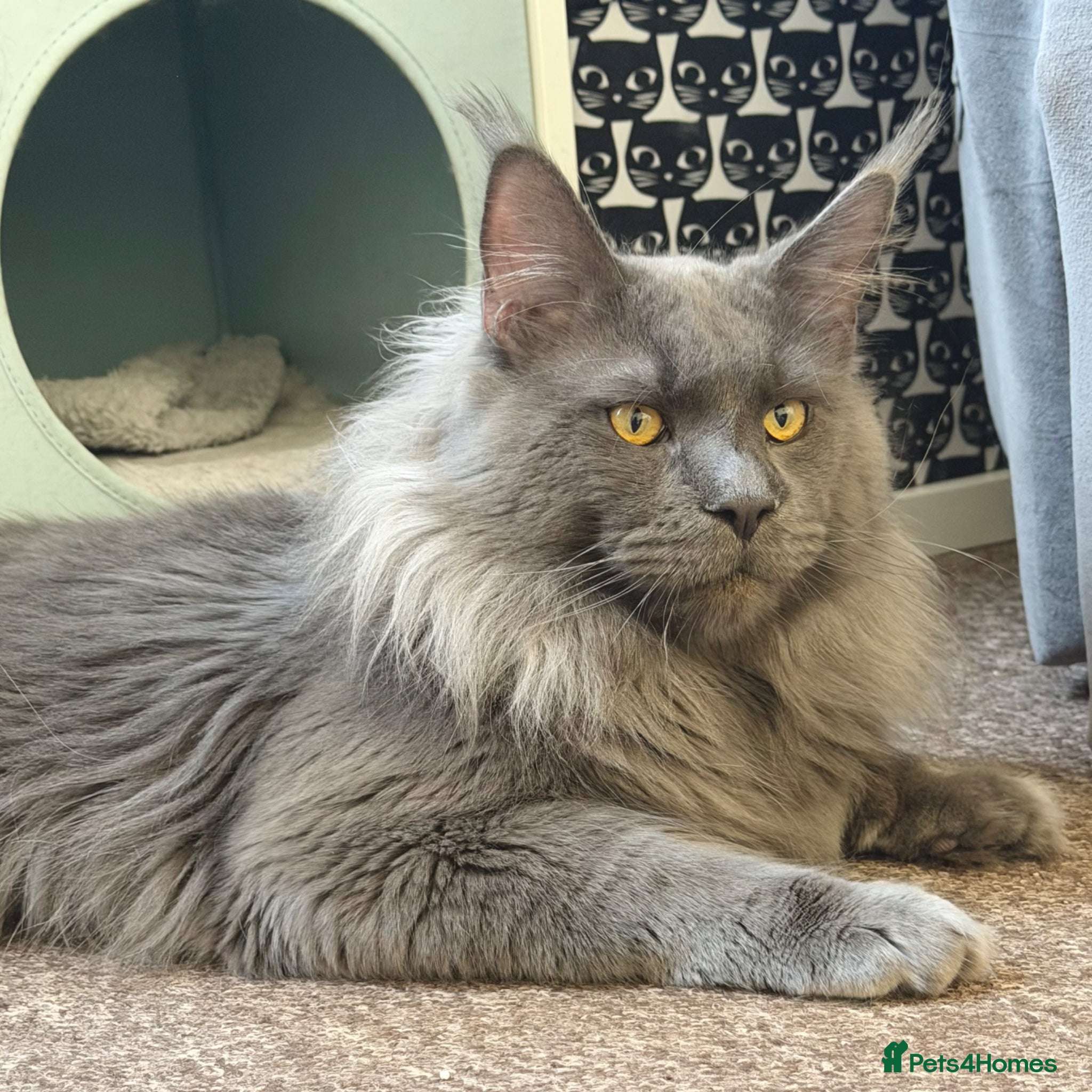 Maine Coon cats for stud: Champion Lines - Proven, Gentle - Blue Smoke - Advert 4