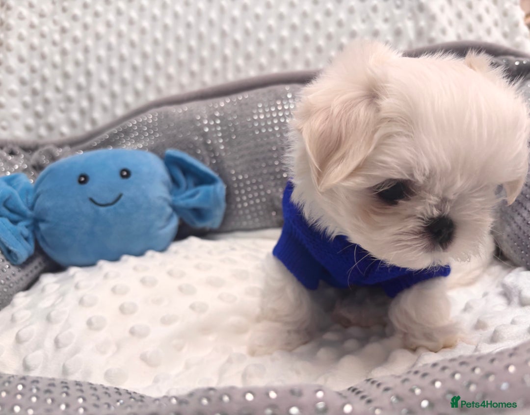 Maltese dogs for sale: 🌟Just One Left 🌟Bambelina Maltese🌟 - Image 29