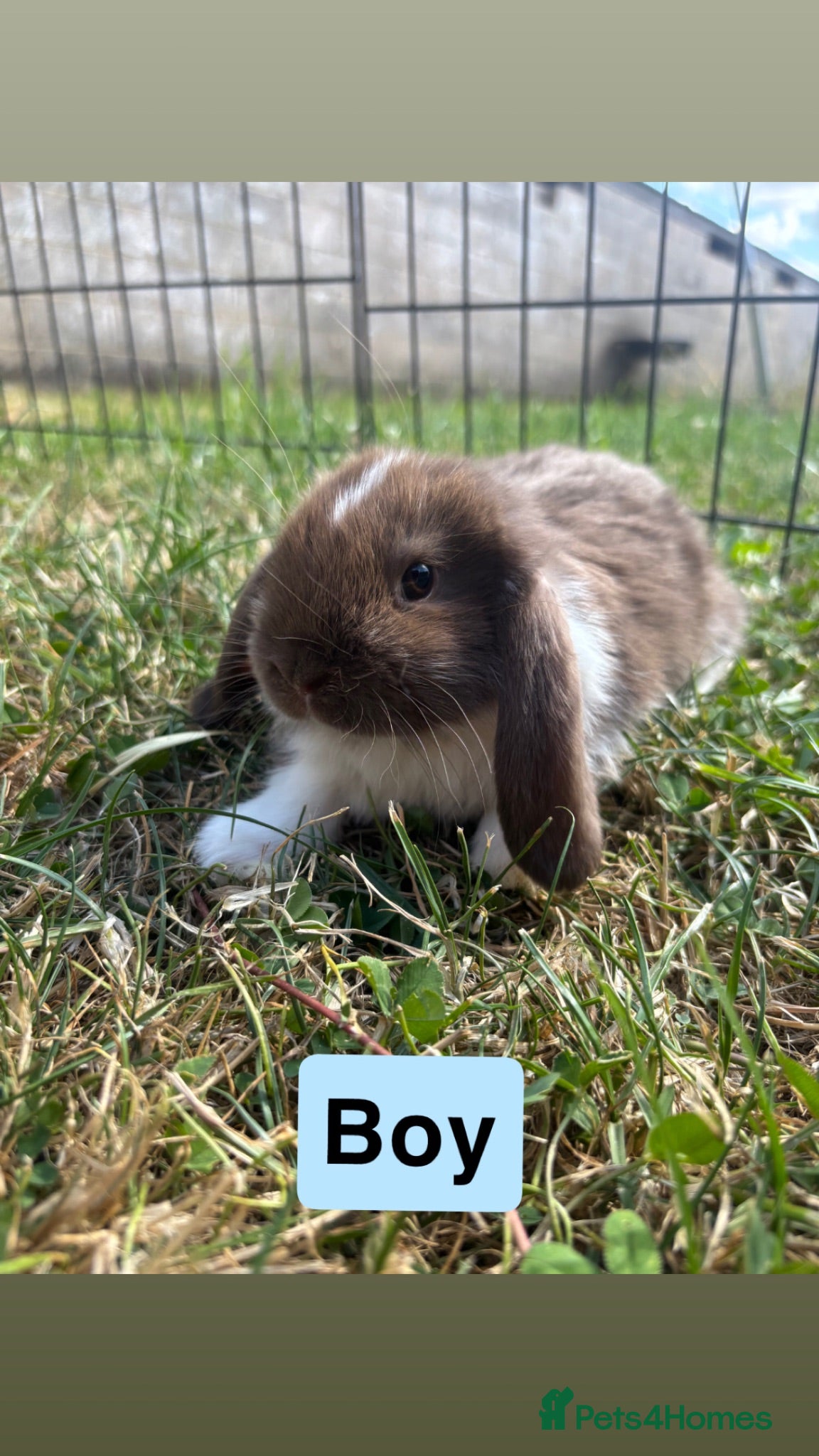 Mini Lop rabbits Adorable Mini Lop babies - Advert 1